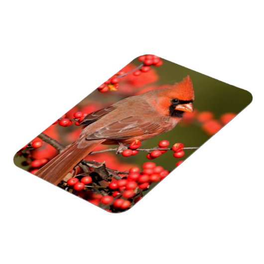 ノーザン(鳥)ショウジョウコウカンチョウオンコモンWinterberry マグネット (左側)