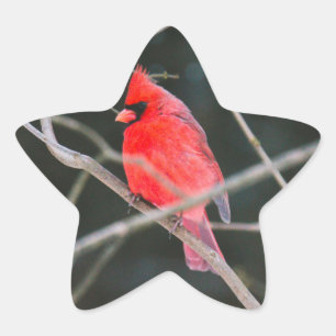 ノーザン(鳥)ショウジョウコウカンチョウクレスト 星シール