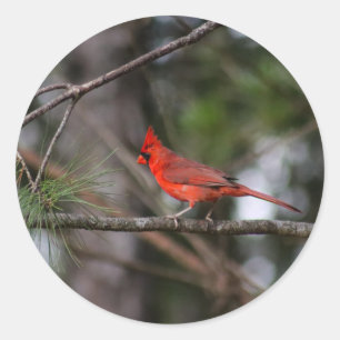 ノーザン(鳥)ショウジョウコウカンチョウシール ラウンドシール
