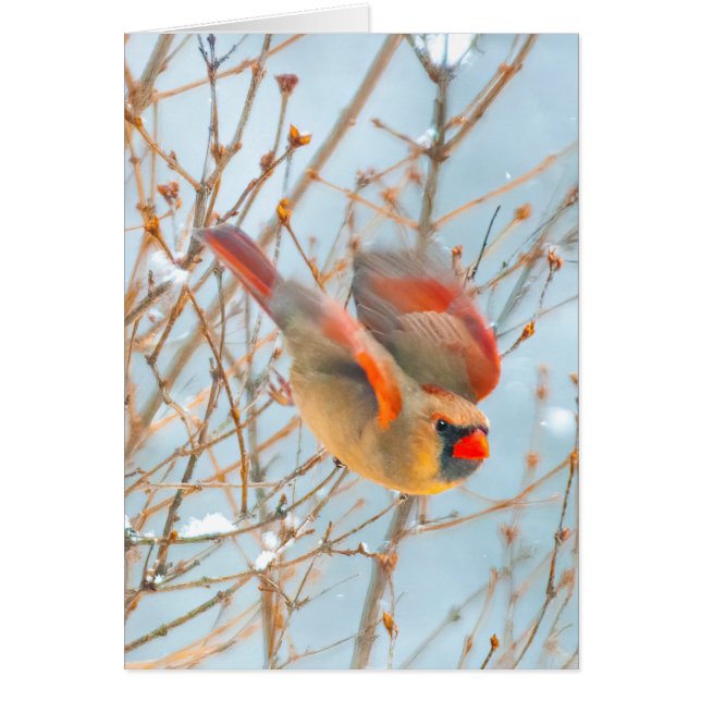 ノーザン（鳥）ショウジョウコウカンチョウ飛んでいる-オリジナル写真 (正面)