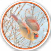 ノーザン（鳥）ショウジョウコウカンチョウ飛んでいる-オリジナル写真 シール (正面)