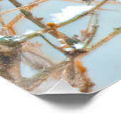 ノーザン（鳥）ショウジョウコウカンチョウ飛んでいる-オリジナル写真 ポスター (コーナー)