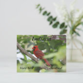 ノーザン（鳥）ショウジョウコウカンチョウ ポストカード (スタンド正面)