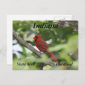 ノーザン（鳥）ショウジョウコウカンチョウ ポストカード (正面/裏面)