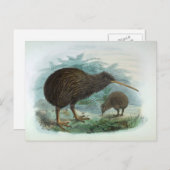 ノースアイランドブラウンキウイヴィンテージバードイラストレーション ポストカード (正面/裏面)