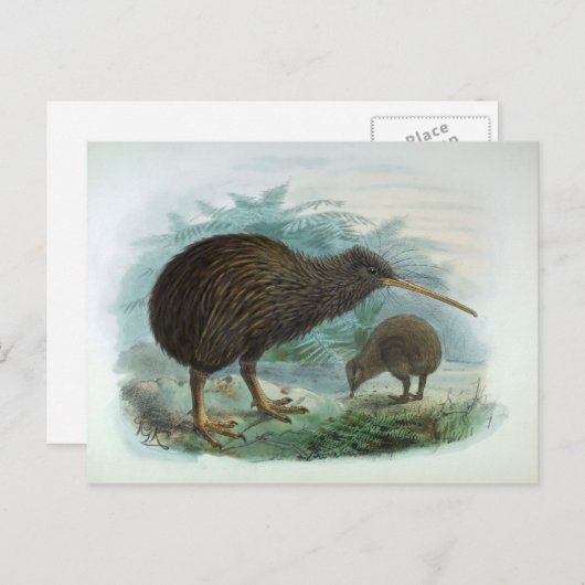 ノースアイランドブラウンキウイヴィンテージバードイラストレーション ポストカード (正面/裏面)