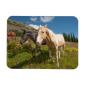 ノースカスカズズ国立公園 マグネット (横)