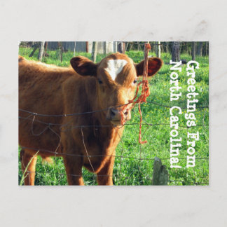 ノースカロライナからの挨拶！ ポストカード