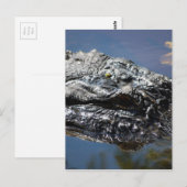 ノースカロライナのアリゲーター ポストカード (正面/裏面)