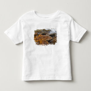 ノースカロライナ州のピスガー国立森林公園のルッキング・グラス・クリーク沿いの紅葉 トドラーTシャツ