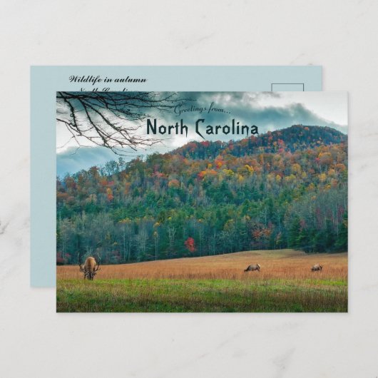 ノースカロライナ州の秋の野生生物 ポストカード (正面/裏面)