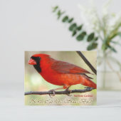 ノースカロライナ州バードノーザン（鳥）ショウジョウコウカンチョウ ポストカード (スタンド正面)