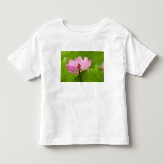 ノースカロライナ州フランクリン ペリーの水生植物園 ハス トドラーTシャツ (正面)