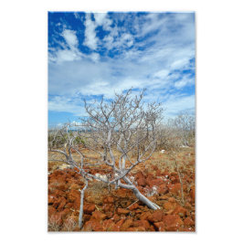 ノースシーモア島 フォトプリント           