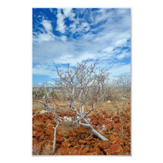 ノースシーモア島 フォトプリント            (正面)