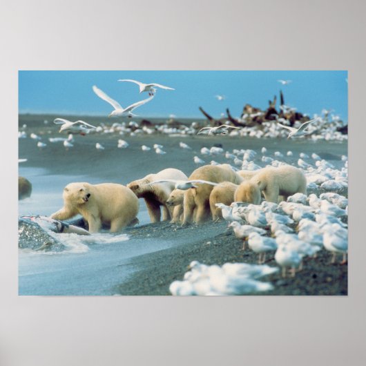 ノーススロープ,アラスカ州. ホッキョクグマ Ursus ポスター (正面)
