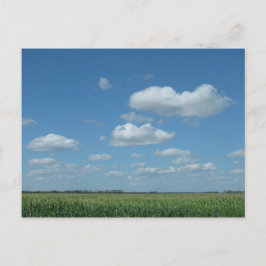ノースダコタのトウモロコシ畑 ポストカード