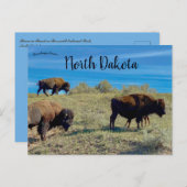ノースダコタのバイソン ポストカード (正面/裏面)