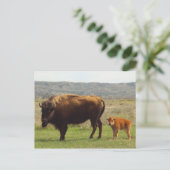 ノースダコタのバイソン ポストカード (スタンド正面)