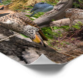 ノースダコタの裏庭の鳥のポスター ポスター (角)