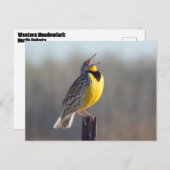 ノースダコタ州の西メドウラルク ポストカード (正面/裏面)