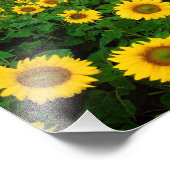 ノースダコタ州ファーゴに咲くひまわり フォトプリント            (角)