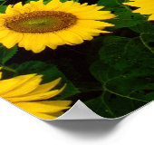 ノースダコタ州ファーゴに咲くひまわり ポスター (角)