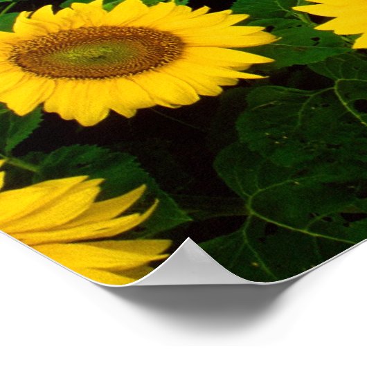 ノースダコタ州ファーゴに咲くひまわり ポスター (角)