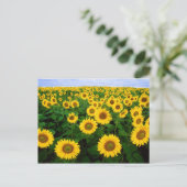 ノースダコタ州ファーゴに咲くひまわり ポストカード (スタンド正面)