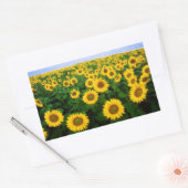 ノースダコタ州ファーゴに咲くひまわり 長方形シール (封筒)