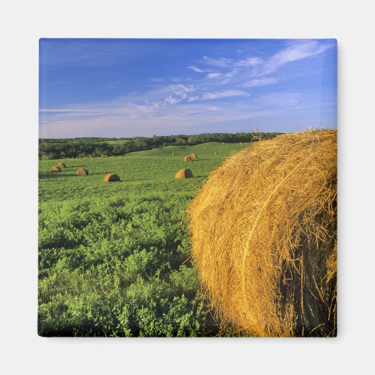 ノースダコタ州ボトティナウ近郊のヘイバレス マグネット (正面)