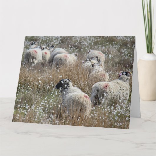 ノースハンバーランド州の綿花の中のスワレデールのエワ カード (正面)