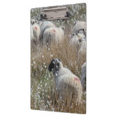 ノースハンバーランド州の綿花の中のスワレデールのエワ クリップボード (左)