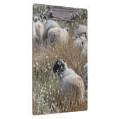 ノースハンバーランド州の綿花の中のスワレデールのエワ クリップボード (右)