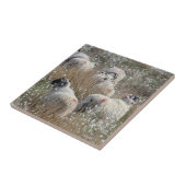 ノースハンバーランド州の綿花の中のスワレデールのエワ タイル (側面)