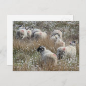 ノースハンバーランド州の綿花の中のスワレデールのエワ ポストカード (正面/裏面)