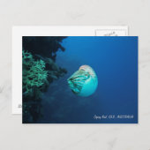 ノーチラス素晴らしバリアリーフコーラルシー ポストカード (正面/裏面)