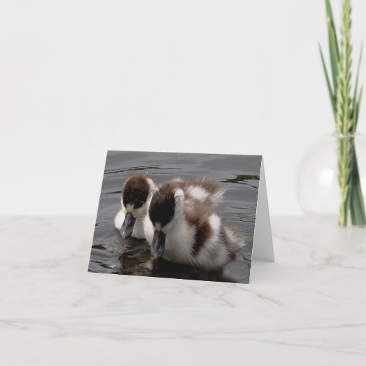 ノートカード: Shelduck Chicks 4 カード (正面)