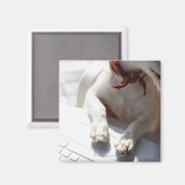 ノートPCに手を置く犬 マグネット (正面/裏面)