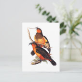 ノーフォークアイランドカカ ポストカード (スタンド正面)