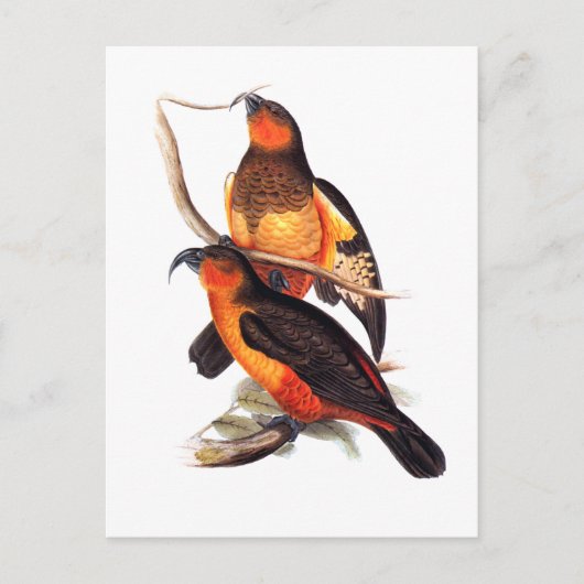 ノーフォークアイランドカカ ポストカード (正面)