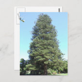 ノーフォークアイランドパインはがき ポストカード (正面/裏面)