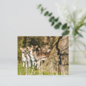 ノーフォークイングランドのホルカム公園でFallow Deer UK ポストカード (スタンド正面)
