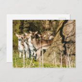 ノーフォークイングランドのホルカム公園でFallow Deer UK ポストカード (正面/裏面)