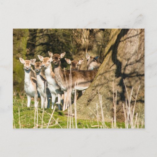 ノーフォークイングランドのホルカム公園でFallow Deer UK ポストカード (正面)