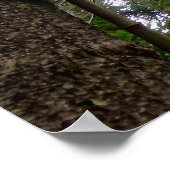 ノーフォーク島松 ポスター (角)