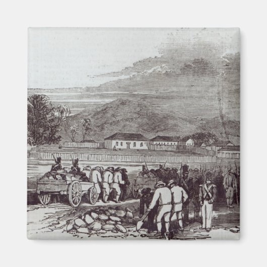 ノーフォーク島 マグネット (正面)