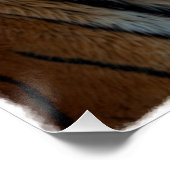 ノーブルタイガーパインターリーポートレート ポスター (コーナー)