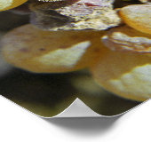 ノーブル腐りのセミロンぶどう。収穫時 ポスター (角)