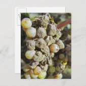 ノーブル腐りのセミロンぶどう。収穫時 ポストカード (正面/裏面)